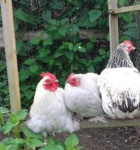 Lavande pekin bantam