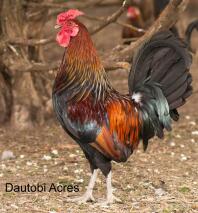 Coq Redcap