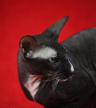 Un chat noir et blanc à poils courts avec des yeux verts