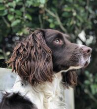 Rotule, English Springer Spaniel de 2 ans !