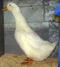 Canard de Pékin