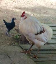 Coq araucana et poule combattant 