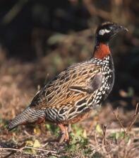 Mâle francolin noir