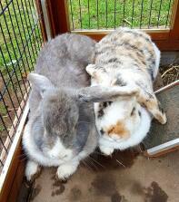 Deux lapins en fuite