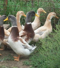 Canards de Saxe