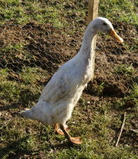 Canard coureur blanc