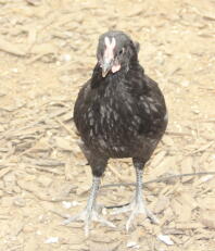 jeune coq la fleche