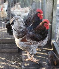 Deux gros poulets bruns et blancs dans un poulailler