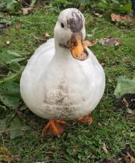 Canard d'appel de jardinage -Ethel