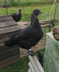 Poulettes Norfolk Grey