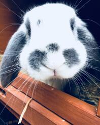 Mignonne petite lop naine si amicale et aimante.