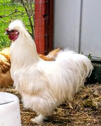 Notre coq en soie. Sir Lancelot