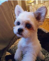 Un chien super mignon