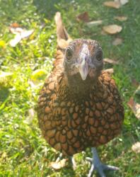 Poulet dans le jardin