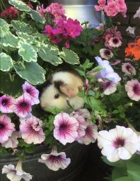 Un cochon d'inde qui se cache dans un parterre de fleurs.