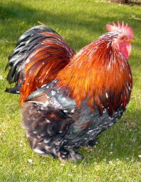 Un poulet cochin huhner avec de belles plumes sur une pelouse