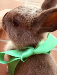 Un lapin avec un ruban vert autour du cou.