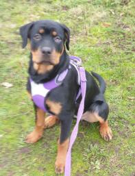 Rottweiler avec un harnais violet