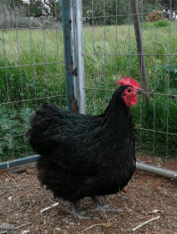 Karaté poule