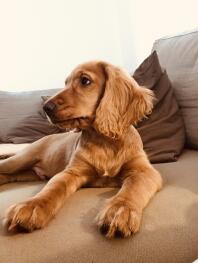 Un épagneul à quatre pattes se relaxant sur un canapé.