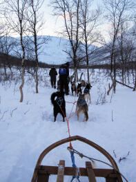 Huskies de luge