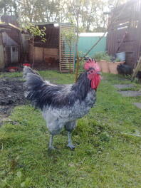 Poulet dans le jardin