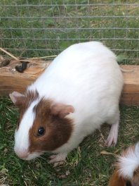 Panais l'Agouti