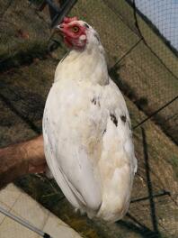 araucana blanche