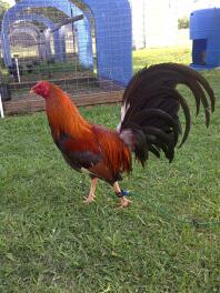 Mon coq d'Asil