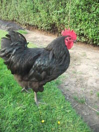 Coq Australorp