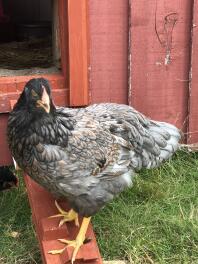 Poulets à l'extérieur du poulailler