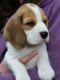 Chiot Beagle