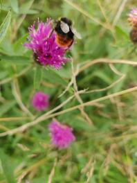 Bumble