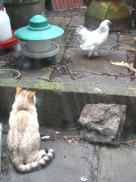 maintenant regarde mes bantams