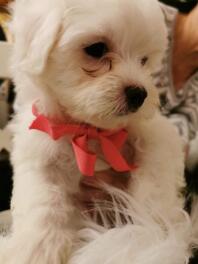 Un petit chiot bichons havaianas blanc avec un ruban rouge autour du cou