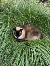 Milo dans son herbe préférée