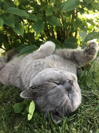 Chat couché dans l'herbe