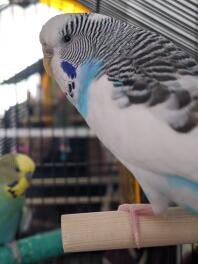 Neigeux et kiko