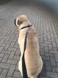 Chien bullmastiff avec laisse pour chien