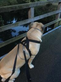 Chien bullmastiff avec harnais