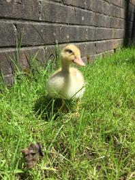 Pip comme un canard