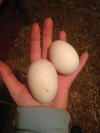 eggs from my khaki campbell ducks