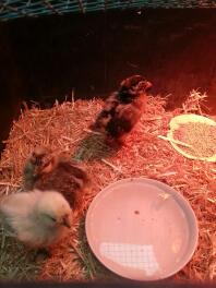 2 Silkies 1 Campine 4 semaines