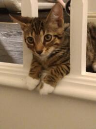 Peek a boo