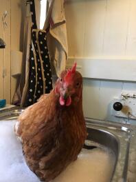 Baignade de poulet post prolapsus