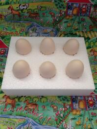 Boîtes spéciales pour l'envoi d'œufs fertiles