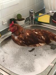 Rusty prenant un bain.