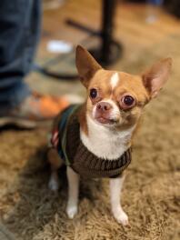 Chien chihuahua assis sur un tapis