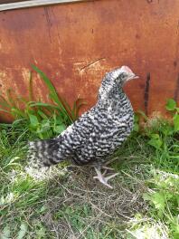 Un poulet dominque debout contre un mur.