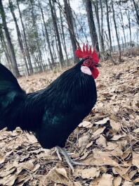 Un joli poulet noir dutch bantam.